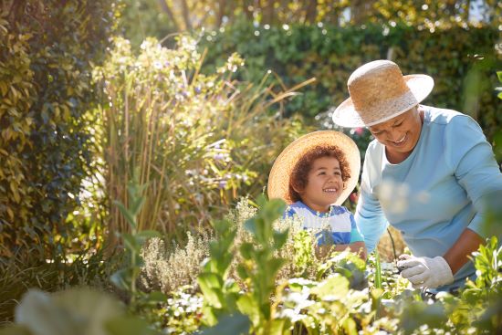 African descent grandmother and grandchild gardening in outdoor vegetable garden in spring or summer season. Both are wearing straw hats and smiling as they clearly enjoy themselves.